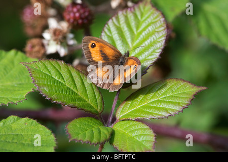 Pyronia tithonus Gatekeeper (papillon) sur les ronces au soleil. Banque D'Images