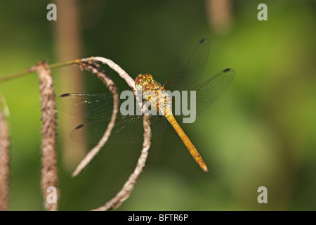 Dard commun dragonfly (sympetrum striolatum) Banque D'Images