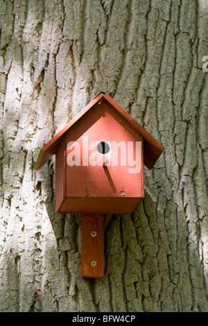 Nid d'oiseaux fort attaché à tronc de l'arbre Banque D'Images