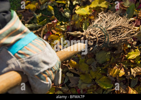 Gros plan de personne homme jardinier ratifiant les feuilles mortes en utilisant une besom à l'automne Angleterre Royaume-Uni Grande-Bretagne Royaume-Uni Grande-Bretagne Banque D'Images