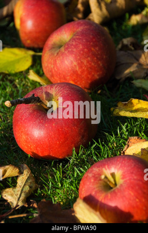 Gros plan de la chute du vent Charles Ross pommes tombant Sur l'herbe en automne North Yorkshire Angleterre United Royaume GB Grande-Bretagne Banque D'Images