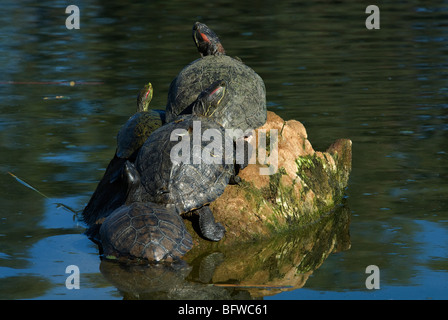 Les tortues à oreilles rouges Trachemys scripta elegans Zoo de Phoenix Arizona USA Banque D'Images