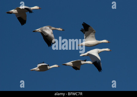 Les Oies des neiges (Chen caerulescens) Bosque del Apache NWR Nouveau Mexique USA Banque D'Images