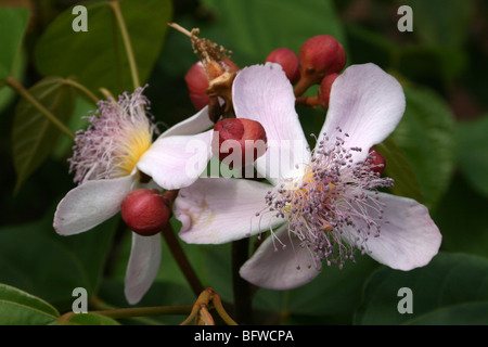 Usine de rouge à lèvres Bixa orellana alias Fleurs Achiote prises à Bububu, Zanzibar. Source de l'Annatto Pigment naturel Banque D'Images