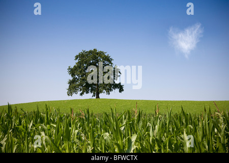 Oak tree on hill en été Banque D'Images