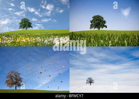 Oak tree on hill en quatre saisons Banque D'Images