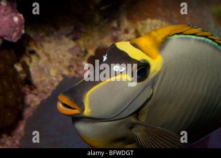 Tang, naso lituratus Naso Poisson Unicorn, Acanturidae, Indo-Pacific Ocean Banque D'Images