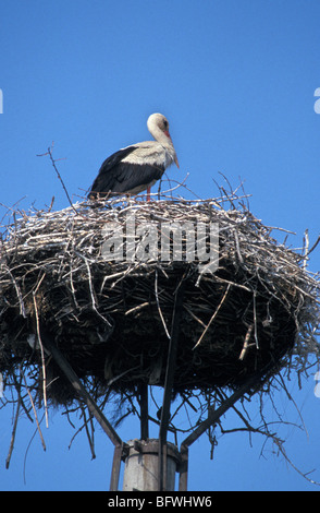 Une Cigogne blanche Ciconia ciconia sur son nid au sommet d'une cheminée en Slovaquie Banque D'Images