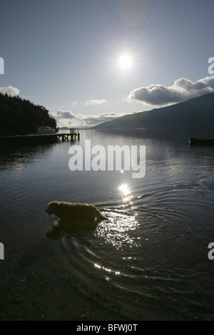 Salon du Loch Lomond, Ecosse. D'automne, pittoresque, se découpant sur un chien à pagayer à Rowardennan shores. Banque D'Images