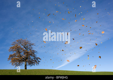 Oak tree on hill, les feuilles qui tombent, l'automne Banque D'Images