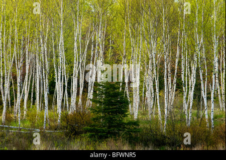 Birch Grove et sapin au printemps, le Grand Sudbury, Ontario, Canada Banque D'Images