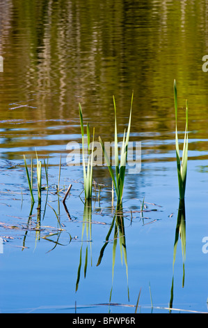 Sapin reflets dans l'eau, avec les beaverpond les quenouilles, Grand Sudbury, Ontario, Canada Banque D'Images