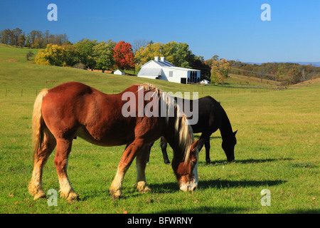 Les chevaux broutent sur ferme en Arborhill, vallée de Shenandoah, en Virginie Banque D'Images