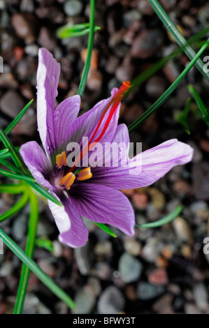 Crocus sativus Crocus d'automne fleur de safran une unique fleur ouverte des étamines rouge pourpre Banque D'Images