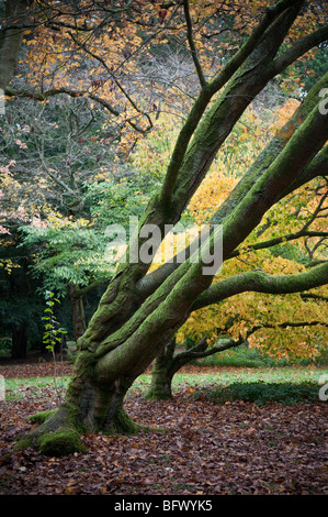 Un les arbres inclinés entouré par les couleurs de l'automne dans le bois et en anglais Banque D'Images