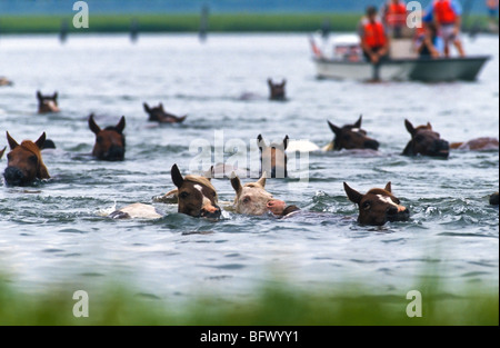 Assateague ponnies nager à travers le canal au cours de l'assemblée annuelle de poney Chincoteague nager en Virginie. Banque D'Images