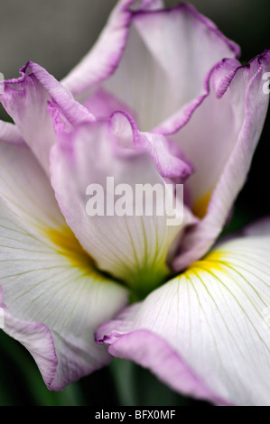 L'eau japonais iris ensata fortune seule une fleur fleur couleur gros plan couleur Banque D'Images