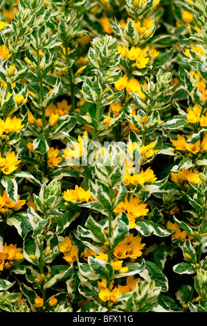 Lysimachia punctata 'Alexander' ou panaché jaune tacheté Salicaire Fleurs Cercle Myrsinaceae (Primulaceae) Banque D'Images