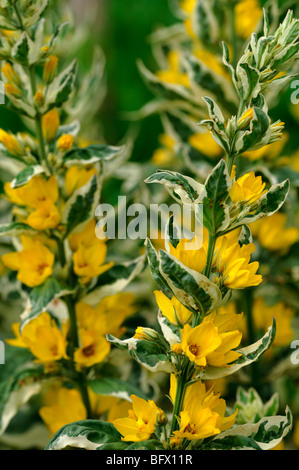 Lysimachia punctata 'Alexander' ou panaché jaune tacheté Salicaire Fleurs Cercle Myrsinaceae (Primulaceae) Banque D'Images