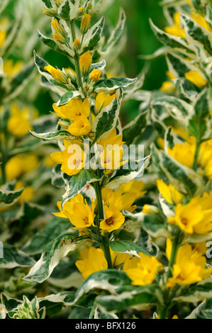 Lysimachia punctata 'Alexander' ou panaché jaune tacheté Salicaire Fleurs Cercle Myrsinaceae (Primulaceae) Banque D'Images