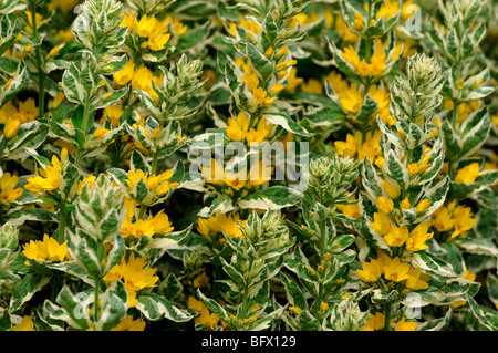 Lysimachia punctata 'Alexander' ou panaché jaune tacheté Salicaire Fleurs Cercle Myrsinaceae (Primulaceae) Banque D'Images