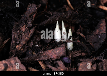 Pointe blanche d'une plante pousse crocus sortir du sol Banque D'Images