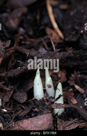 Pointe blanche d'une plante pousse crocus sortir du sol Banque D'Images