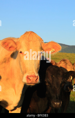 Sur les vaches à la ferme Swoope, vallée de Shenandoah, en Virginie Banque D'Images