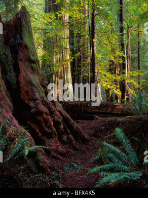 Bois rouge arbres, Prairie Creek Redwoods State Park, Californie Banque D'Images