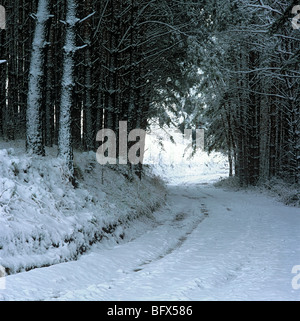 Dans Krasnogorskoe la taïga profonde automne village Altaï Sibérie Russie Banque D'Images