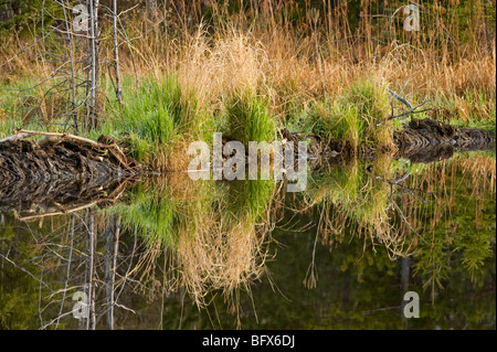 Barrage de castor avec les herbes frais du printemps, le Grand Sudbury, Ontario, Canada Banque D'Images