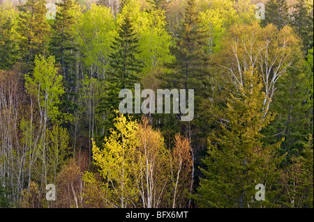 Les nouvelles feuilles au printemps dans les forêts mixtes d'arbres feuillus sur colline, Grand Sudbury, Ontario, Canada Banque D'Images