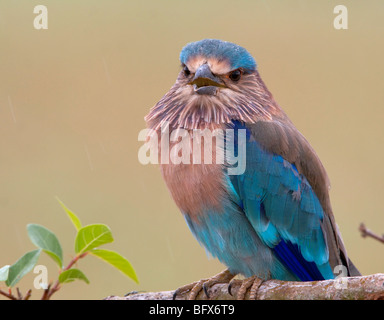 Ciel magnifique oiseau bleu rouleau indien close up chant assis sur une branche avec des feuilles Banque D'Images