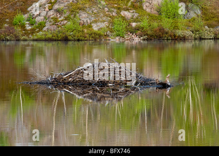 Hutte de castor et au début du printemps, la couleur de son feuillage reflètent dans l'étang de castor, le Grand Sudbury, Ontario, Canada Banque D'Images