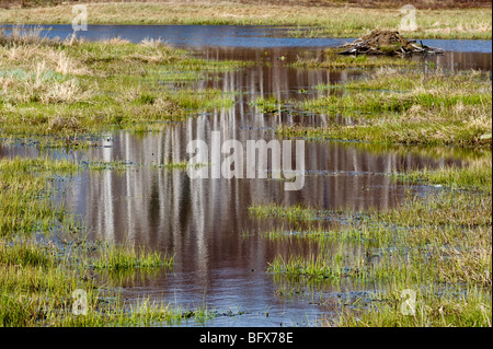 Réflexions dans beaverpond canal d'eau au début du printemps, le Grand Sudbury, Ontario, Canada Banque D'Images