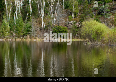Réflexions des saules au printemps en beaverpond eau, Grand Sudbury, Ontario, Canada Banque D'Images