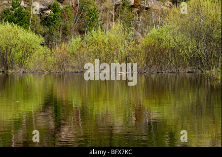 Réflexions des saules au printemps en beaverpond eau, Grand Sudbury, Ontario, Canada Banque D'Images