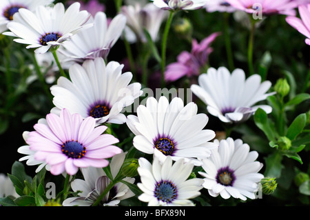 Osteospernum marguerites violet et blanc Banque D'Images