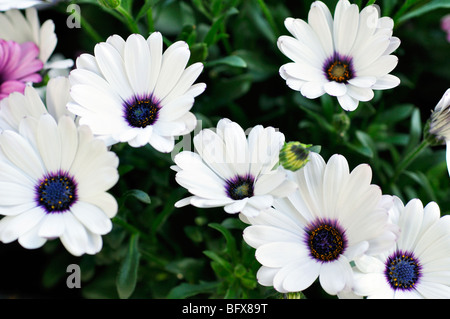 Osteospernum marguerites violet et blanc Banque D'Images
