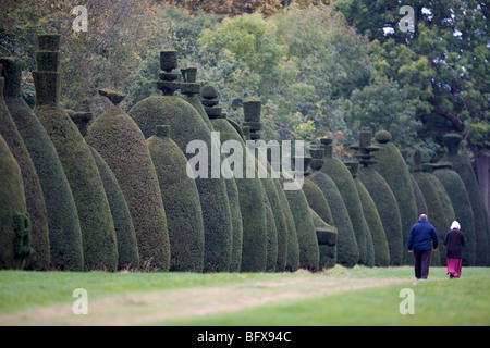 L'arbre d'If Avenue au Clipsham Rutland,une collection de 150 coupé if de plus de 200 ans Banque D'Images