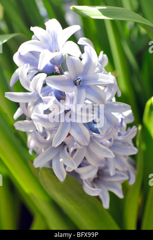 Jacinthes (Hyacinthus orientalis) Banque D'Images