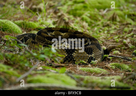 Crotale des bois enroulé Banque D'Images