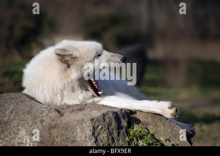 Le loup arctique (Canis lupus arctos) / le loup polaire / White Wolf Banque D'Images