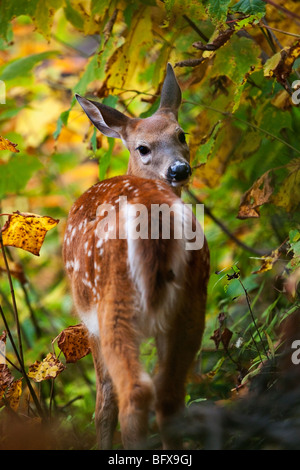 Une faon de Virginie (Odocoileus virginianus) aussi connu comme le cerf de Virginie ou le cerf au Québec, Canada Banque D'Images