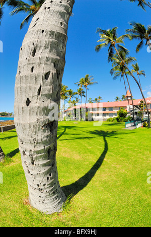 Kona Inn Shopping Village, Kailua Kona, la grande île d'Hawaï Banque D'Images