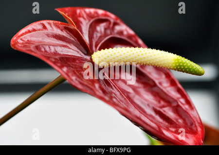 Fleur de Flamingo d'Anthurium rouge - Anthurium andraeanum Banque D'Images