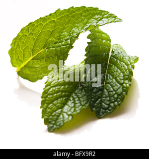 Couper les feuilles de menthe fraîche isolated on white Banque D'Images