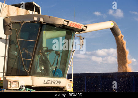 Grain vider de moissonneuse-batteuse Banque D'Images