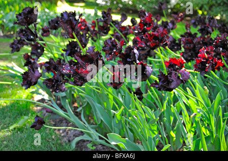 Tulipes Banque D'Images