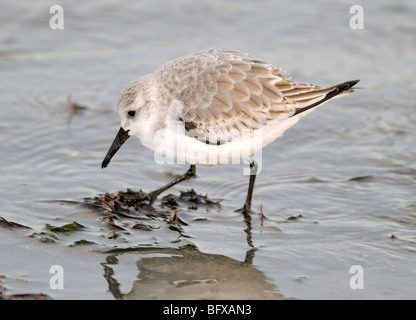 Sanderling (Calidris alba) se nourrit le long du rivage, se dirige vers le bas et se dirige vers le bec près du sable humide, affichant un plumage pâle et des reflets dans les eaux peu profondes. Banque D'Images